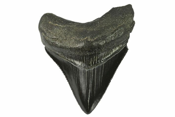 Serrated, Fossil Megalodon Tooth #129986